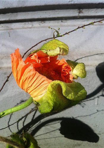 Mohnblumengeburt Blumenwunder