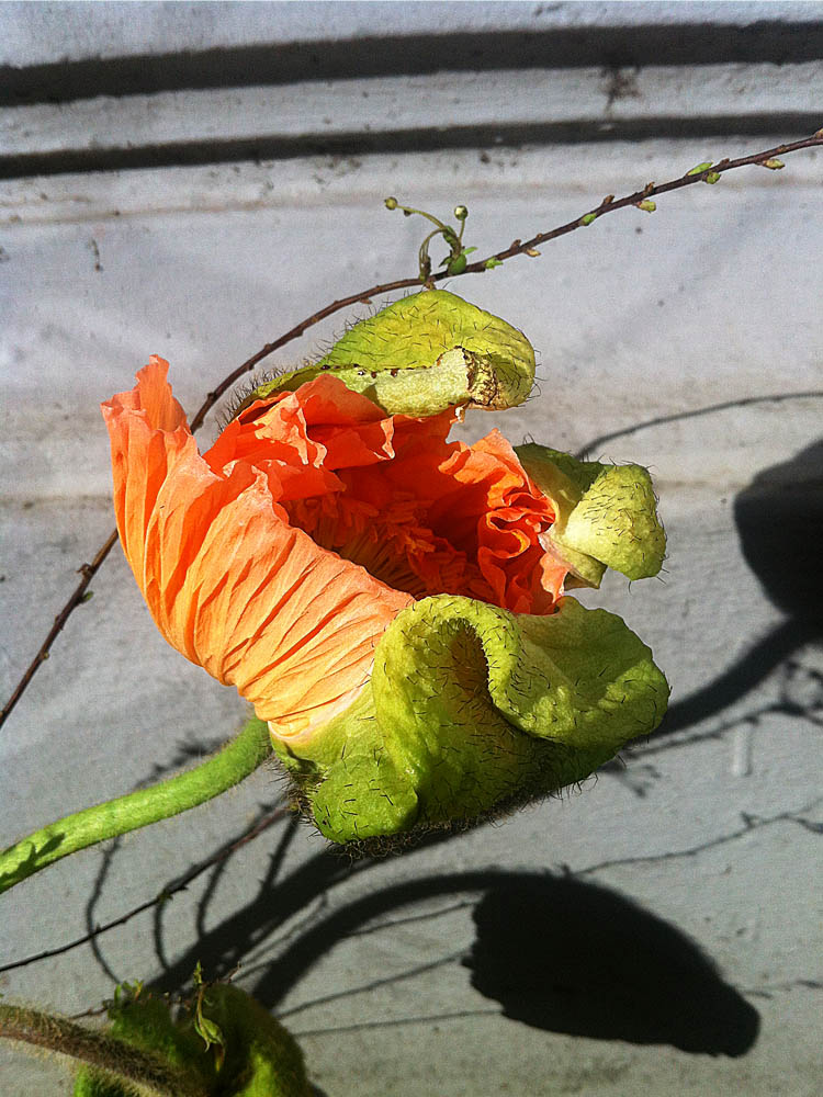 Mohnblumengeburt Blumenwunder